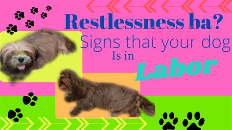 Signs that your dog is in labor - YouTube