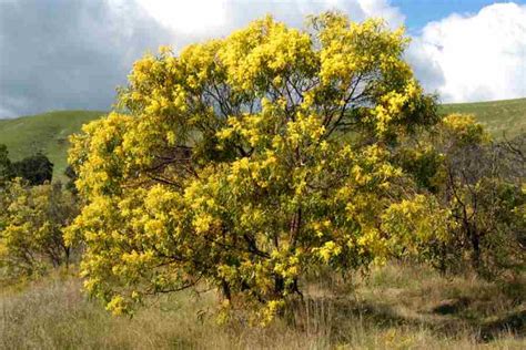 acacia pycnantha | Flora of australia, School garden, Australian fauna