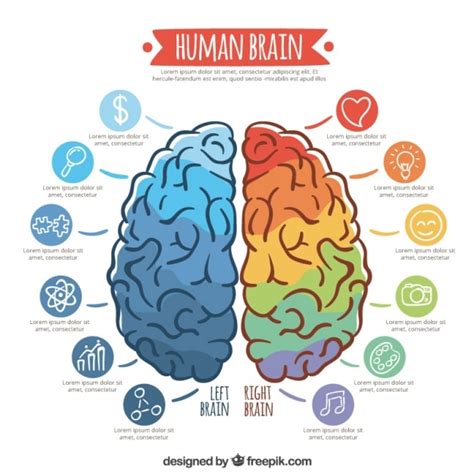 Infographic template of colorful brain Vector | Free Download