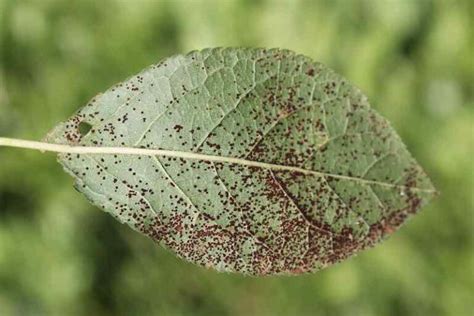 Plum Tree Diseases - What to Watch for and How to Protect Your Plum Tree - Minneopa Orchards