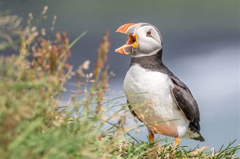 Photographing Atlantic Puffins in Iceland | Wildlife Photo