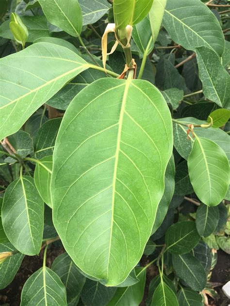 Ficus benghalensis | Pha Tad Ke Botanical Garden