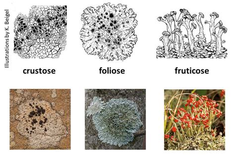 LICHEN BIOLOGY – Ohio Plants