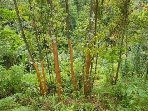 Pohon Kayu Manis, Kenali Habitat dan Budidayanya