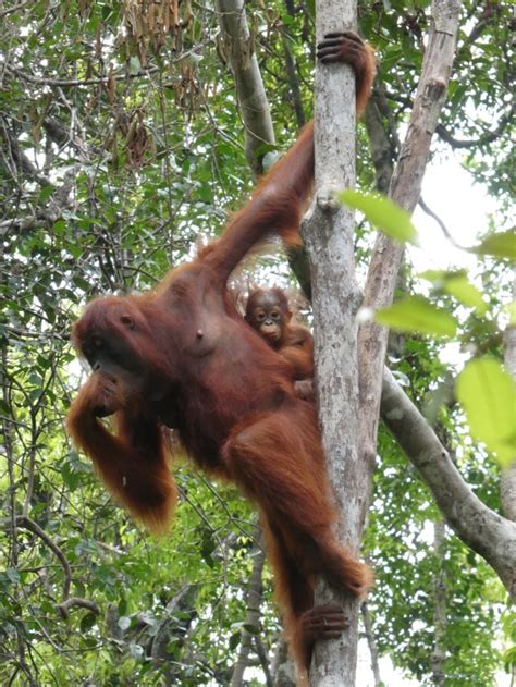 Thinking – and writing – “relationally” about orangutan conservation – Relational Thinking