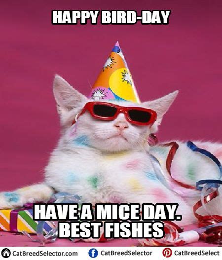 Funny Happy Birthday Cat Memes