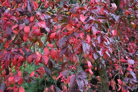 Euonymus europaeus 'Red Cascade', Spindle 'Red Cascade', shrubs, fall color, shrub with berries ...