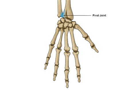 Pivot Joint - Mammoth Memory definition - remember meaning