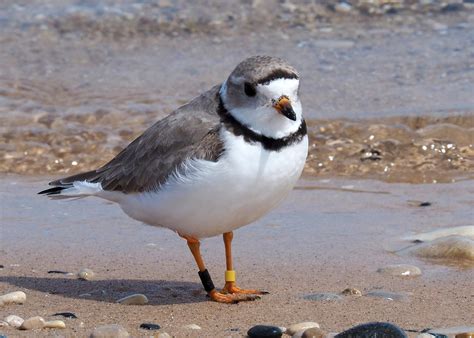 Piping Plovers - Sleeping Bear Dunes National Lakeshore (U.S. National ...