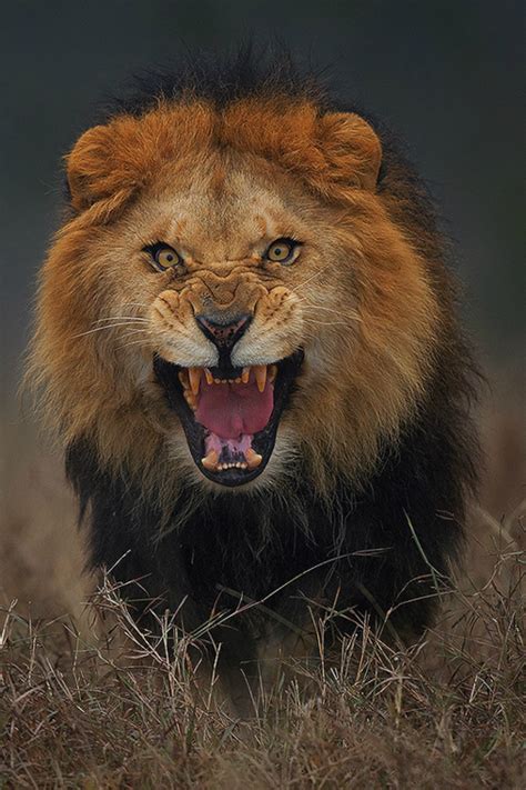 Fierce Lion | animals | Pinterest | Aquarius, Lions and Wild life