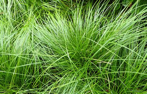 Sedges Lawn