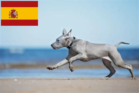 Thai Ridgeback breeders and puppies in Spain - Dogweb.co.uk