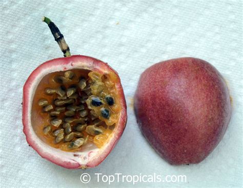 Passiflora edulis, Passion Fruit, Parcha, Maracuya, Granadilla - TopTropicals.com