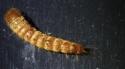 Dermestidae larvae 080414 - BugGuide.Net