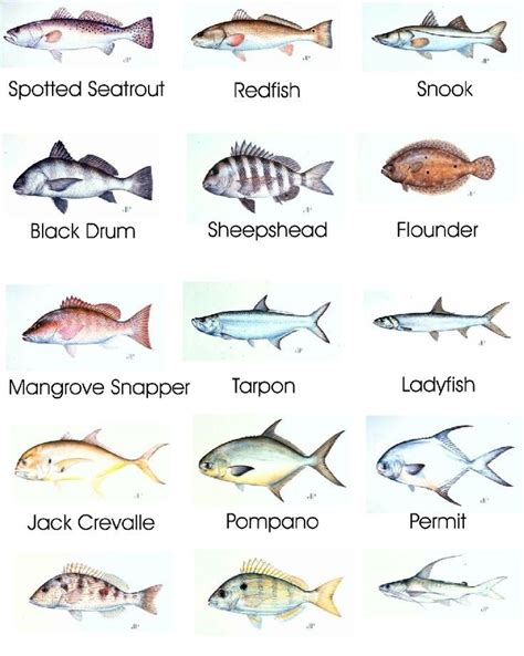 saltwater fishing chart - mountaincampingzmountaincampingz | Saltwater fishing, Fish chart, Sea fish