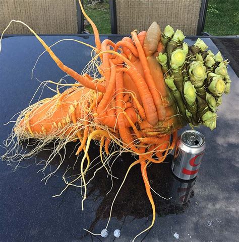 How to grow the world’s heaviest carrot | Guinness World Records