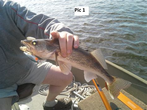 Sauger or Saugeye and Why?? - Walleye & Sauger | In-Depth Outdoors