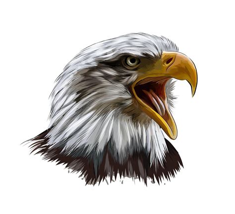 Bald eagle head portrait from a splash of watercolor, colored drawing, realistic. Vector ...