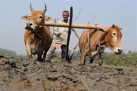 India's sacred cows also touted as economic savior - CSMonitor.com