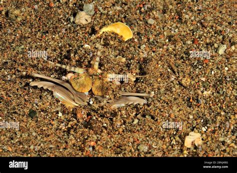 Bobbit worm (Eunice aphroditois) half out burrow, Sulu Sea, Philippines ...