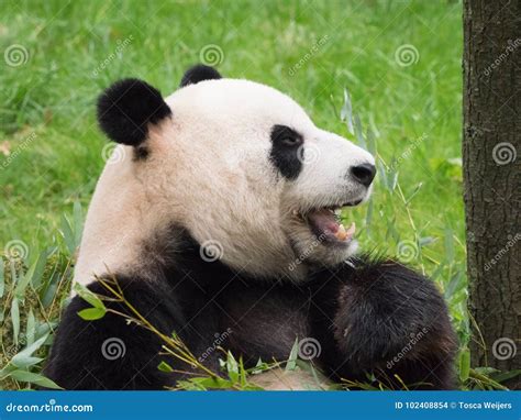 Giant panda bear eating stock photo. Image of cute, mammal - 102408854