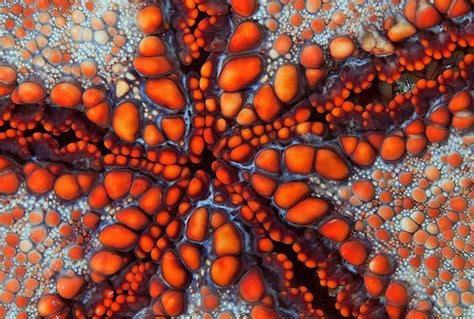 Breathtaking Patterns In Nature – Paul Canning – Fashion Photographer, Advertising Photographer ...