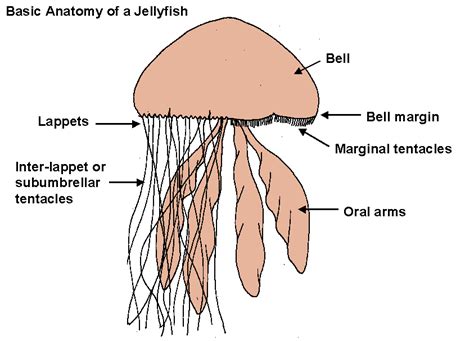 Structure Of A Jellyfish