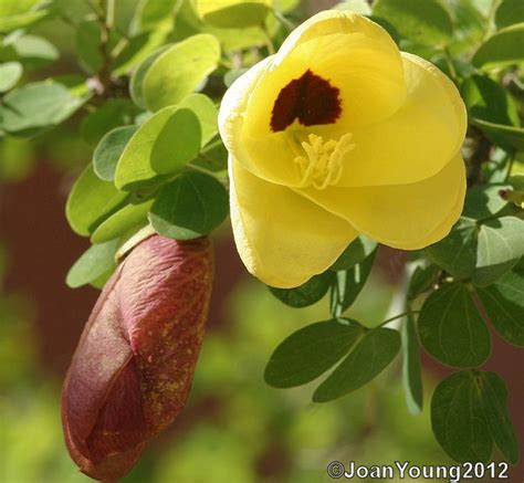 South African Photographs: Yellow Bauhinia Tree (Bauhinia tomentosa)