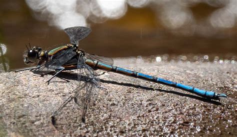 Dragonfly habitats — Life in a Southern Forest