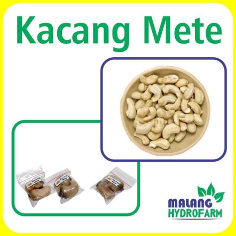 Jual Benih Kacang Mete Unggulan Berkualitas bibit biji repack buah ...