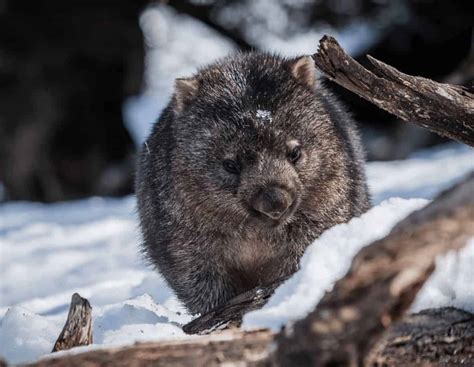 7 Day Tasmanian Wildlife and Wilderness Encounter Tour | Tasmania ...