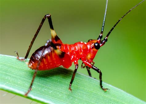 Cricket Symbolism - Spirit Animal Totems