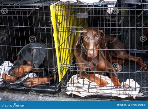 Sad dogs in cages stock photo. Image of captivity, cage - 95801760