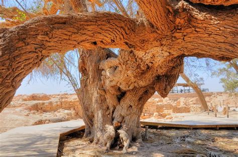 THE OLDEST TREE IN ISRAEL IS IN BIBLICAL TAMAR | Tree, Holy land israel, Beautiful places