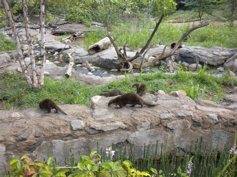 Asian Small-Clawed Otter Enclosure