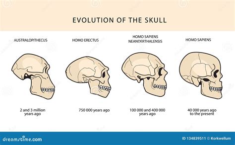 Evolução Humana Do Crânio E Do Texto Com Datar Ilustração do Vetor ...