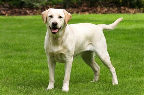 Chó Labrador Retriever: Đặc điểm, tính cách và kỹ thuật nuôi