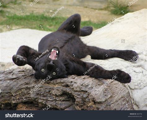 Funny Panther Stock Photo 983776 - Shutterstock