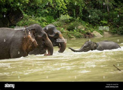 Sumatra Sumatran elephant Indonesia endangered Stock Photo - Alamy