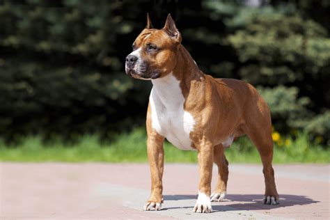 American staffordshire terrier: conheça tudo sobre a raça | DogHero