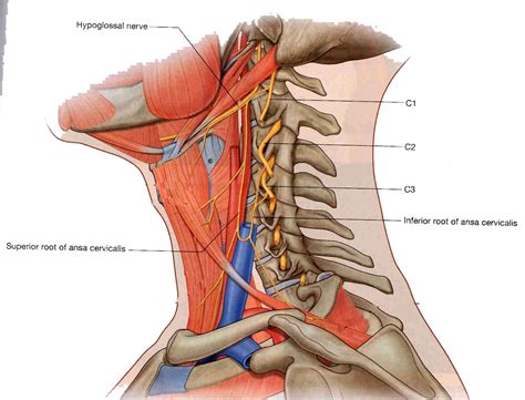 ansa cervicalis #anatomy | Krijgers