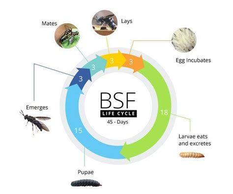 Black Soldier Fly System of the Frangipani Langkawi Organic Farm | ECHOcommunity.org