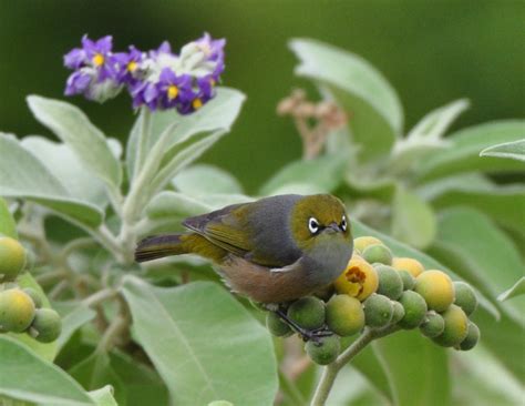 Silvereye | BIRDS in BACKYARDS