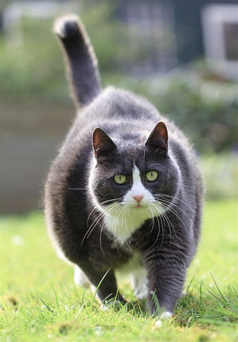 Overweight Cat - Spotting The Signs And Helping Fat Cats To Lose Weight