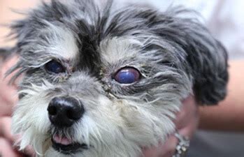 Keratoconjunctivitis Sicca (Kcs) In Dogs, Dry Eye In Dogs Symptoms & Treatments - Stem Cell Safari