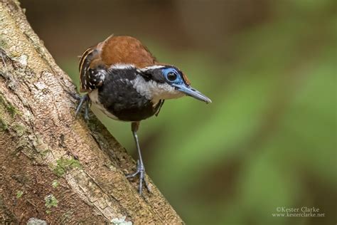 Ferruginous backed antbird - Alchetron, the free social encyclopedia