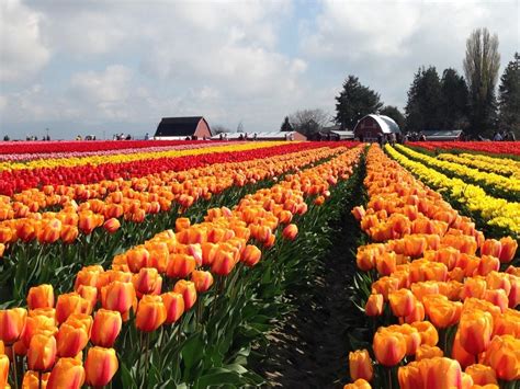 Skagit Valley Tulip Festival - Global Adventuress