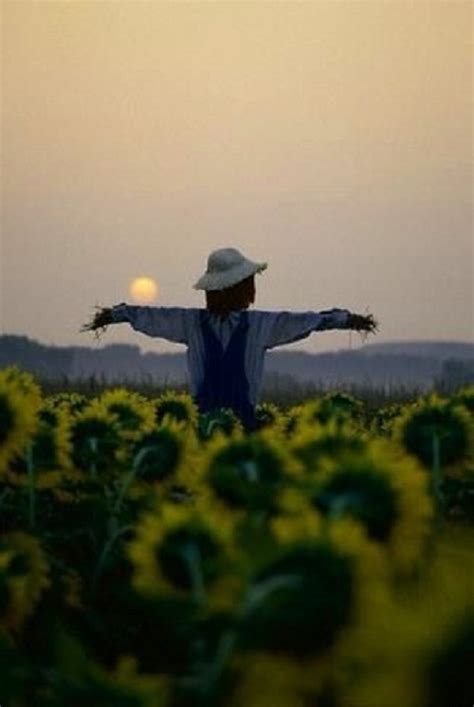 Scarecrow in the Sunflower Field – AnythingEverything