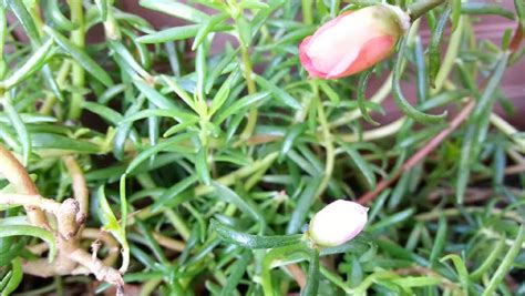 blooming beautiful moss-rose flower timelapse Stock Footage Video (100% ...