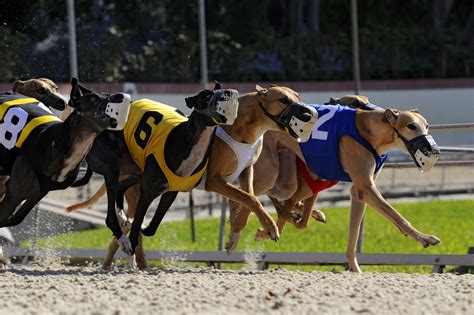 Florida Greyhound Racing FAQs